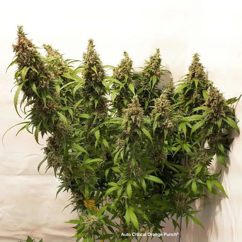 Auto Critical Orange Punch® Orange Punch X Auto Kritical Bilbo - Зображення 3