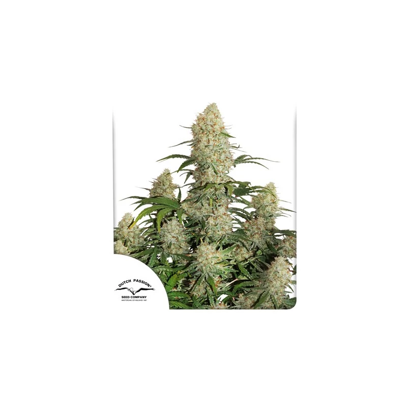Auto Critical Orange Punch® Orange Punch X Auto Kritical Bilbo