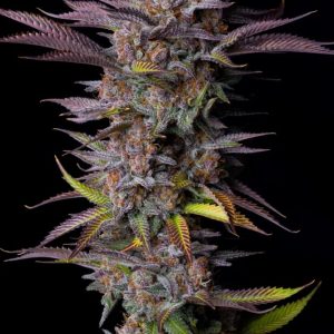 Purple Lemonade FF