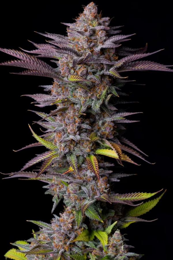 Purple Lemonade FF
