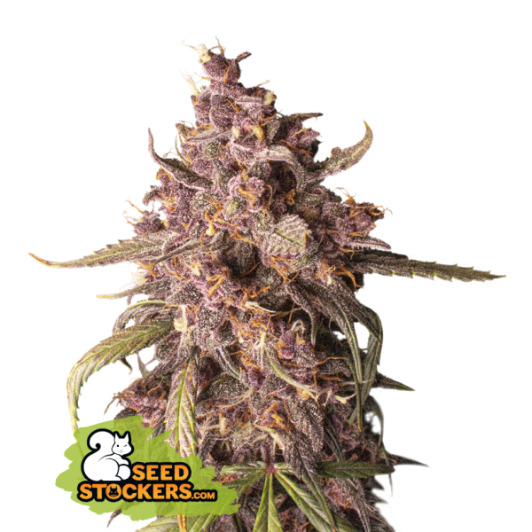 Purple Punch Auto