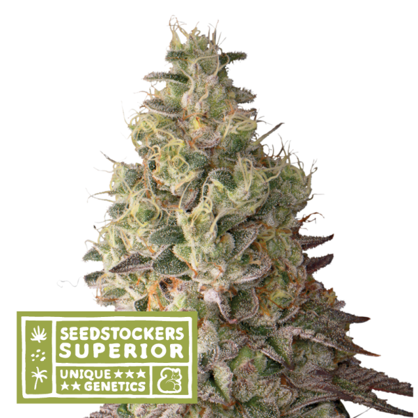 Mack & Crack Auto