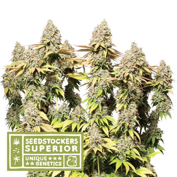 Rucu Cucu OG Auto