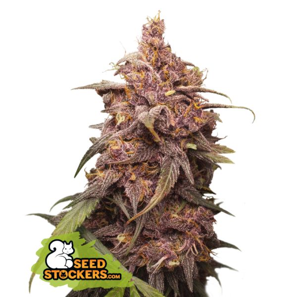 Purple Punch Fem