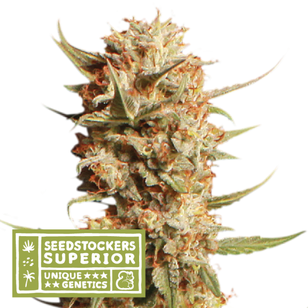 Thunder Banana Auto