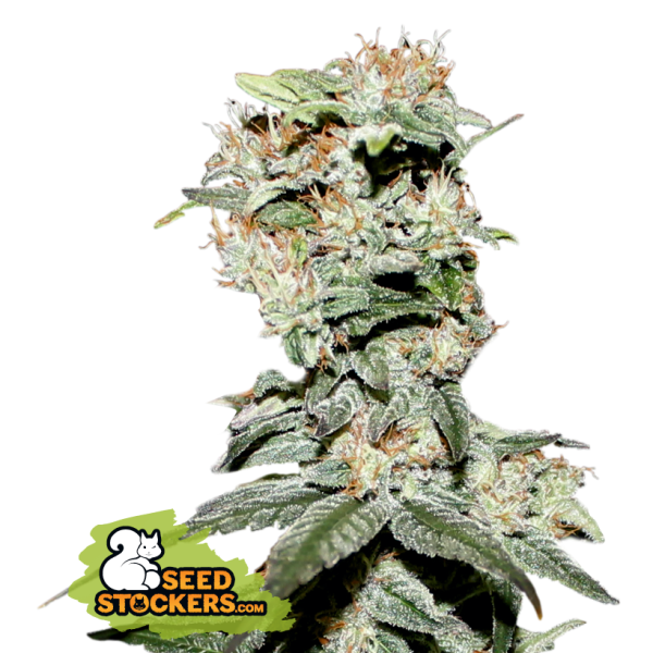 CBD Critical XXL Fem