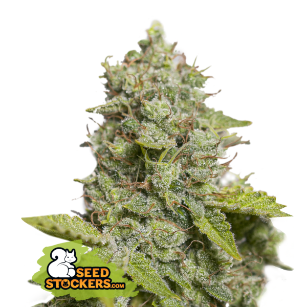 CBD Critical XXL Auto