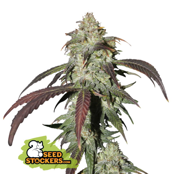 CBD Northern Lights Fem