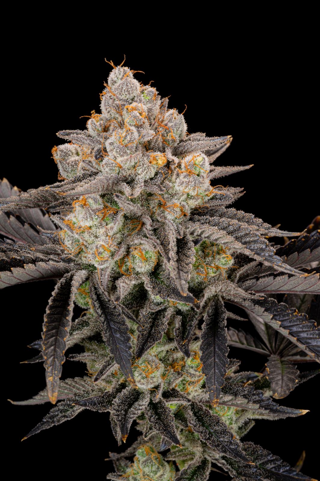Gorilla Cookies FF