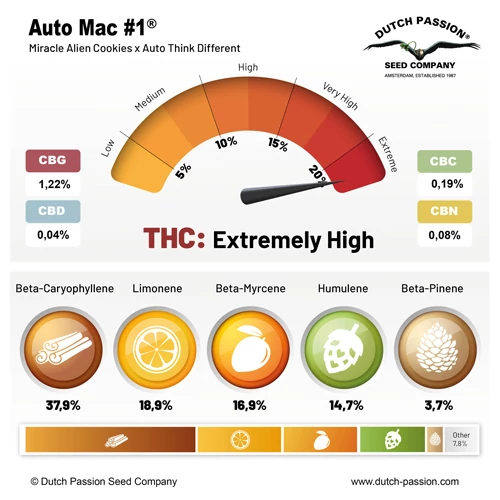 Auto MAC #1 - Зображення 2