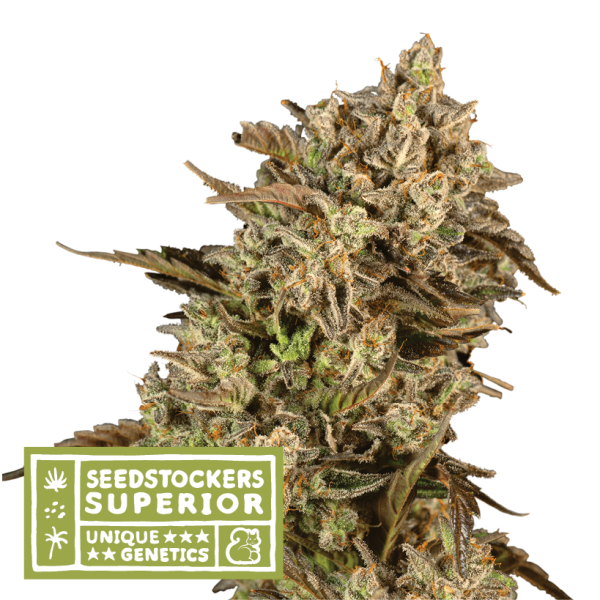 Apollo Black Cherry Fem