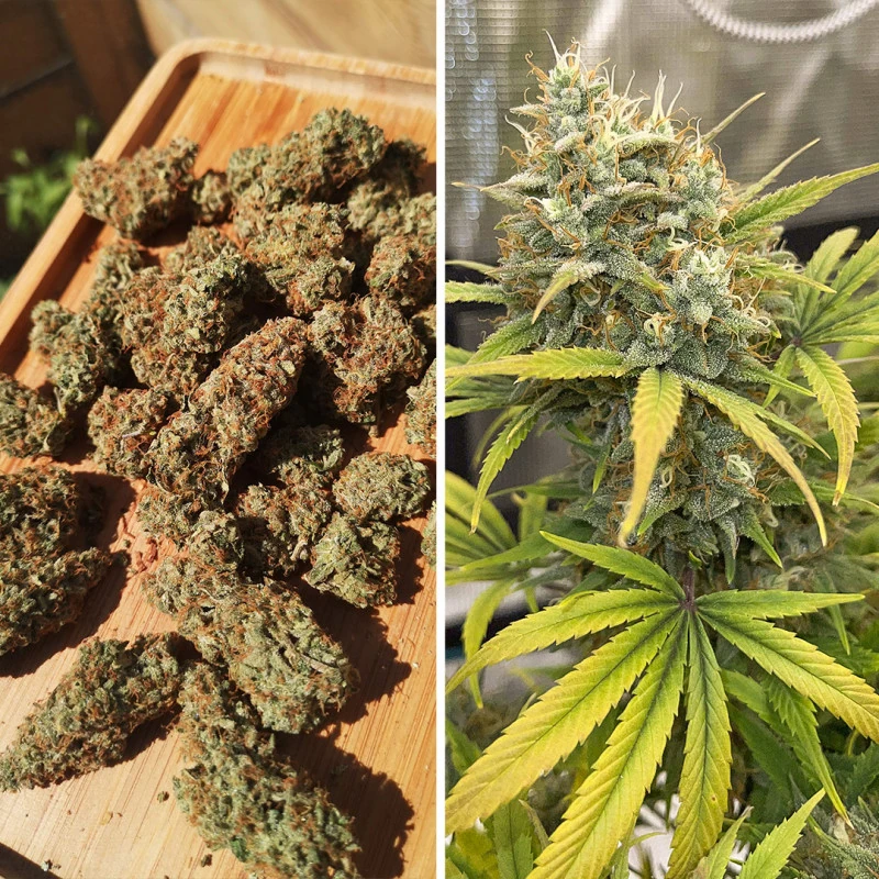 Auto Banana Blaze® - Зображення 3