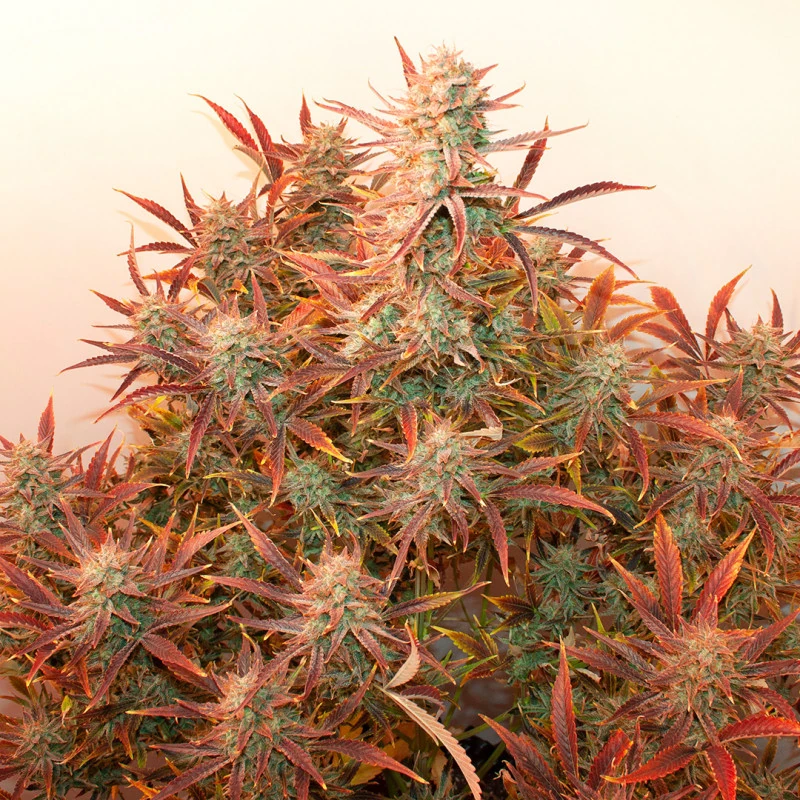 Auto Banana Blaze® - Зображення 2