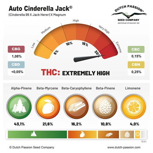 Auto Cinderella Jack® - Зображення 2