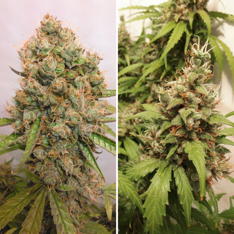 Auto Critical Orange Punch® - Зображення 4