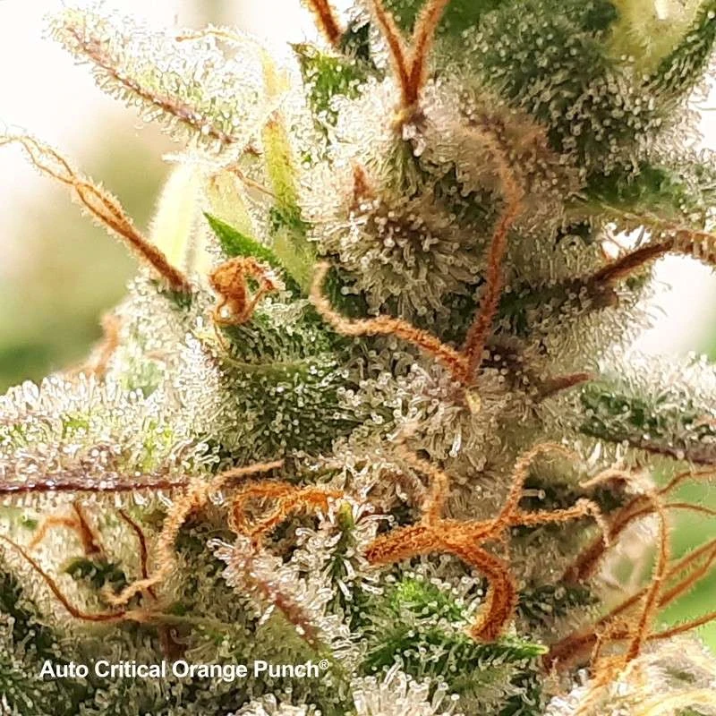 Auto Critical Orange Punch® - Зображення 3