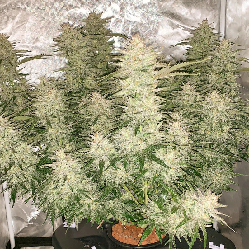 Auto Glueberry O.G.® - Зображення 2