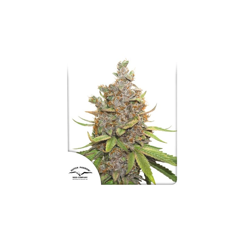 Auto Glueberry O.G.®