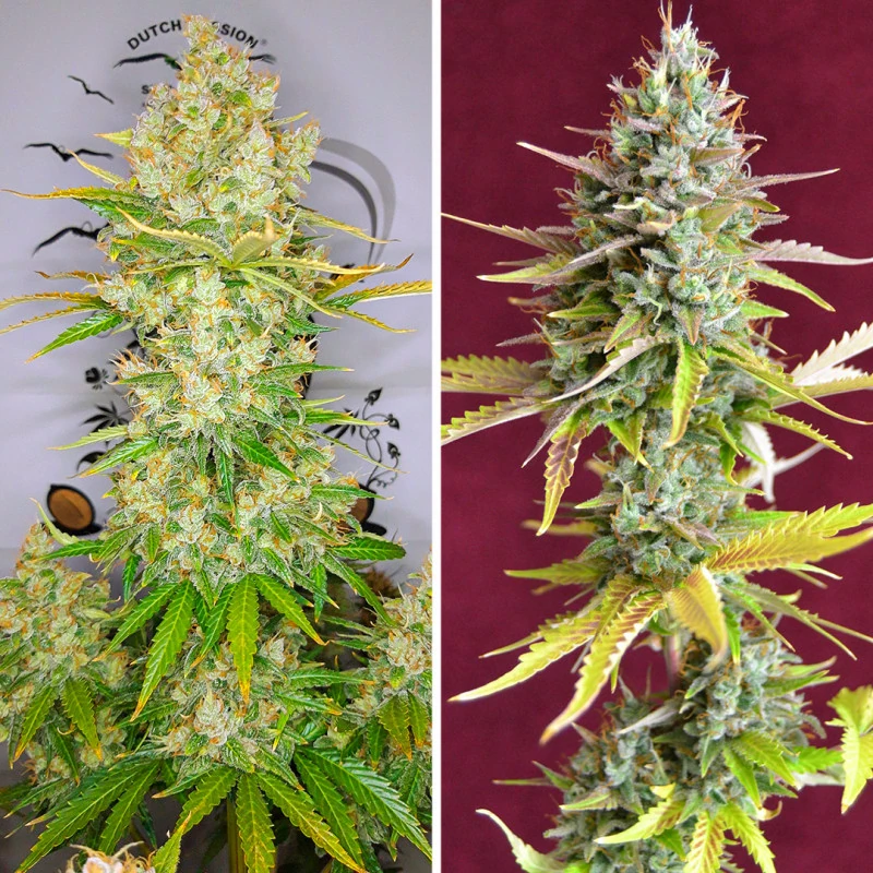 Auto Lemon Kix® - Зображення 4