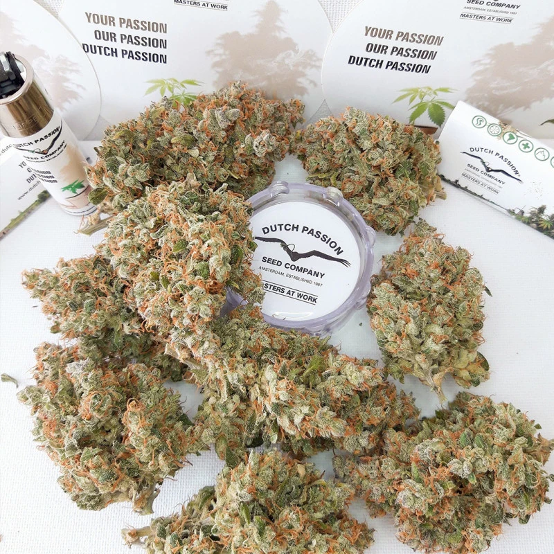 Auto Lemon Kix® - Зображення 3