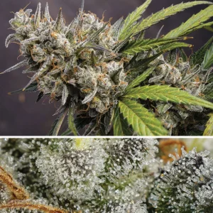 Orange Sherbet FF