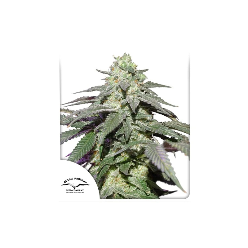 Auto Skywalker Haze®