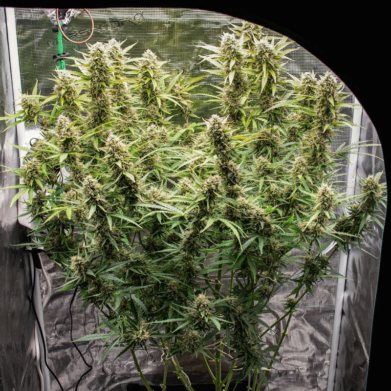 Auto Skywalker Haze® - Зображення 4