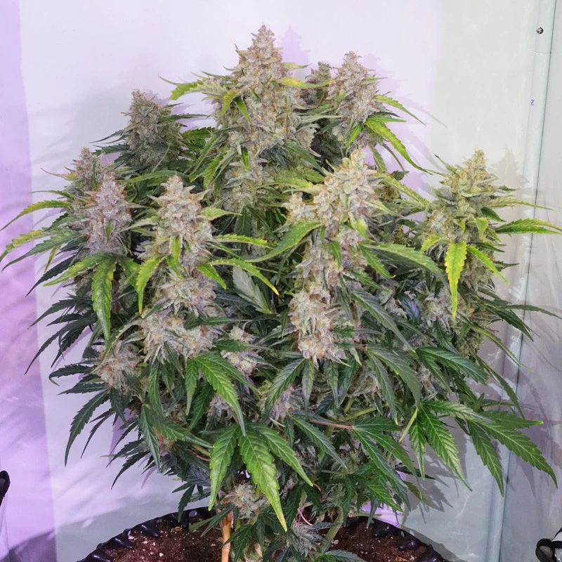 Auto Skywalker Haze® - Зображення 3