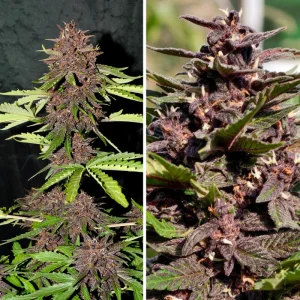 Banana Purple Punch Auto
