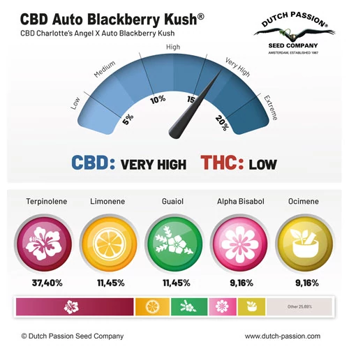 CBD Auto Blackberry Kush® - Зображення 2