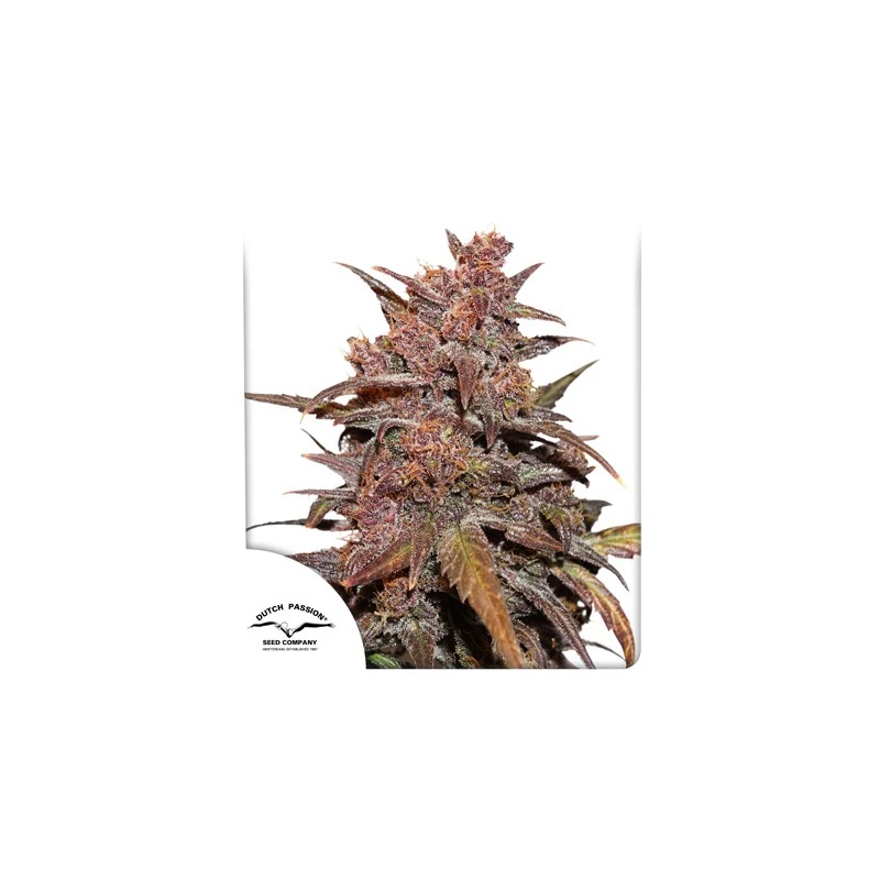 CBD Auto Blackberry Kush®
