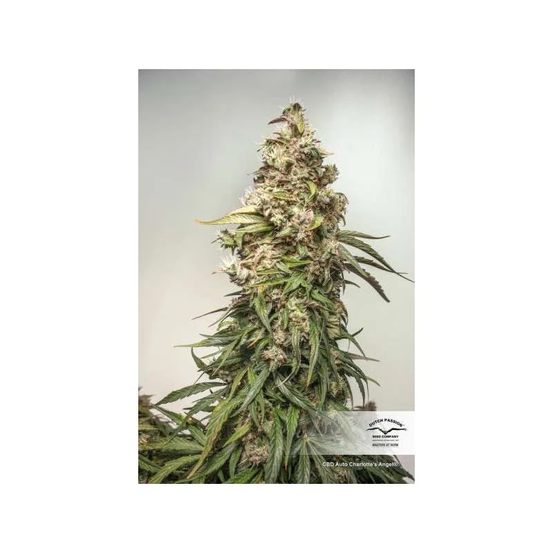 CBD Auto Charlotte’s Angel® - Зображення 3