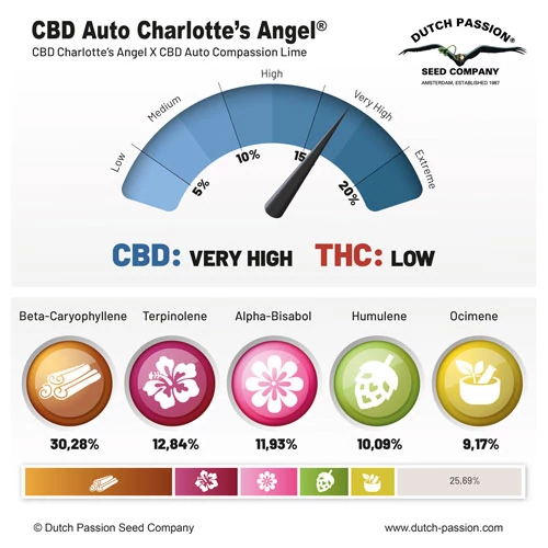 CBD Auto Charlotte’s Angel® - Зображення 4