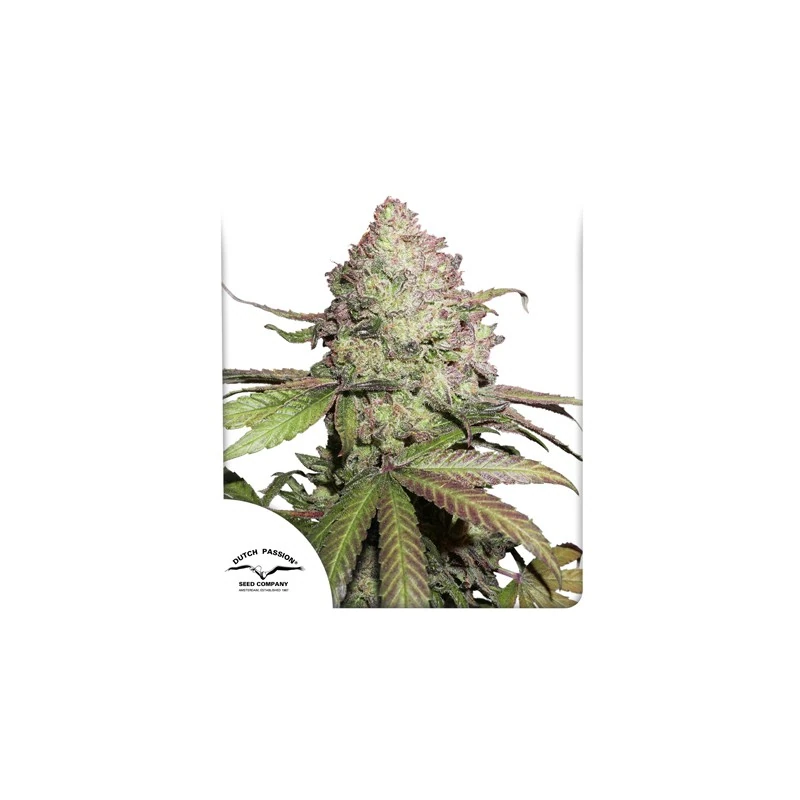 CBD Auto Charlotte’s Angel®