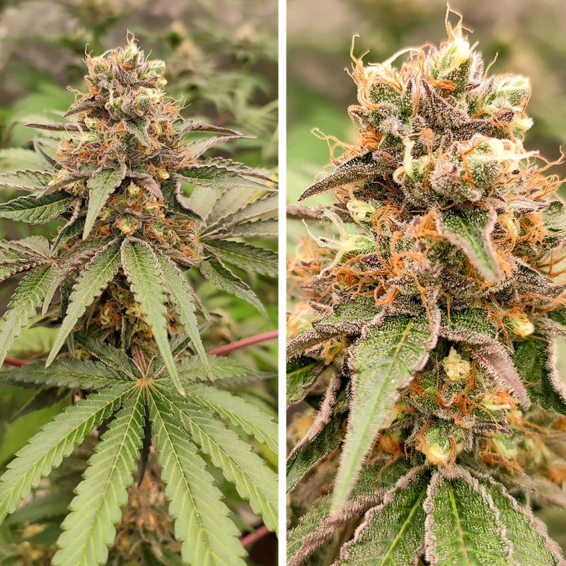 Frosty Tooth©
