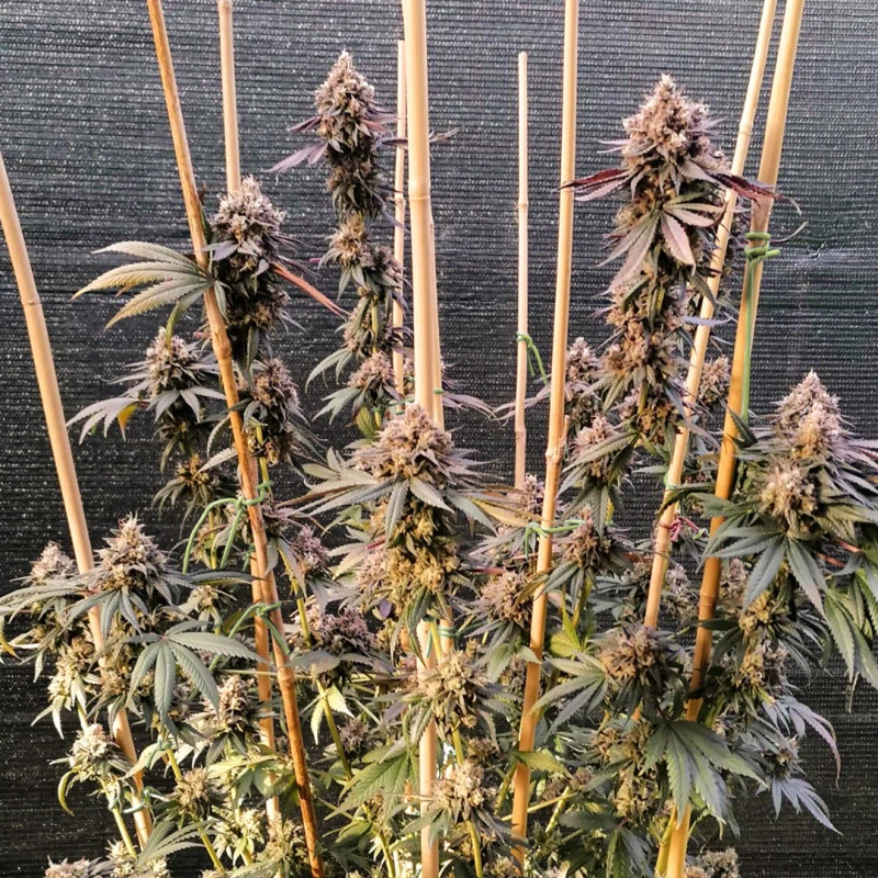GMO Fast - Зображення 3
