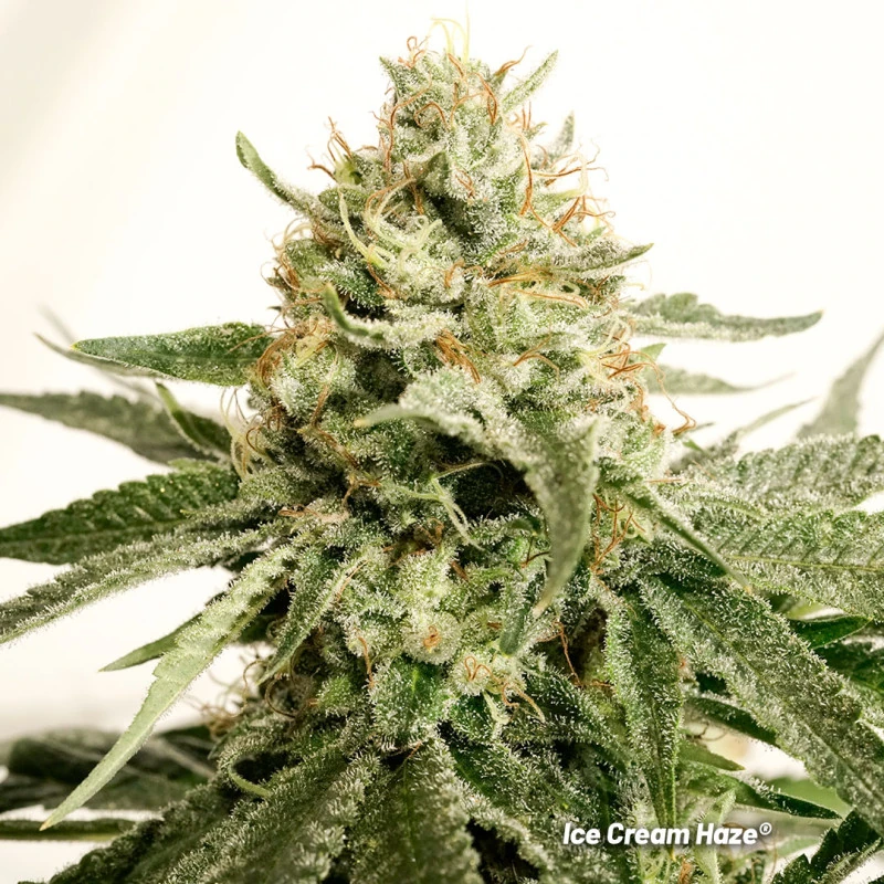 Ice Cream Haze - Зображення 6