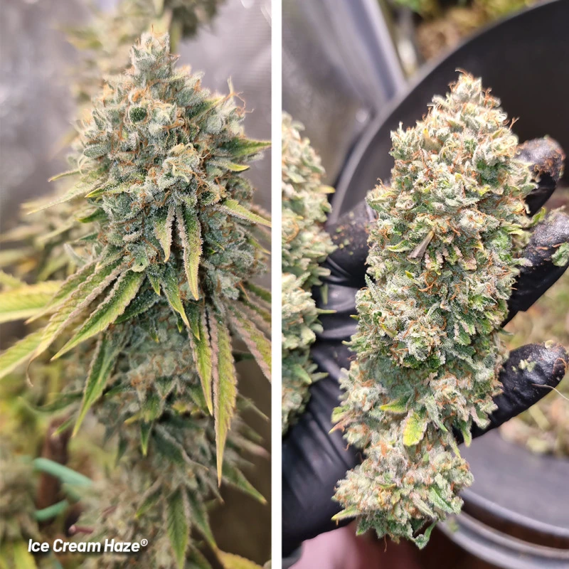 Ice Cream Haze - Зображення 5