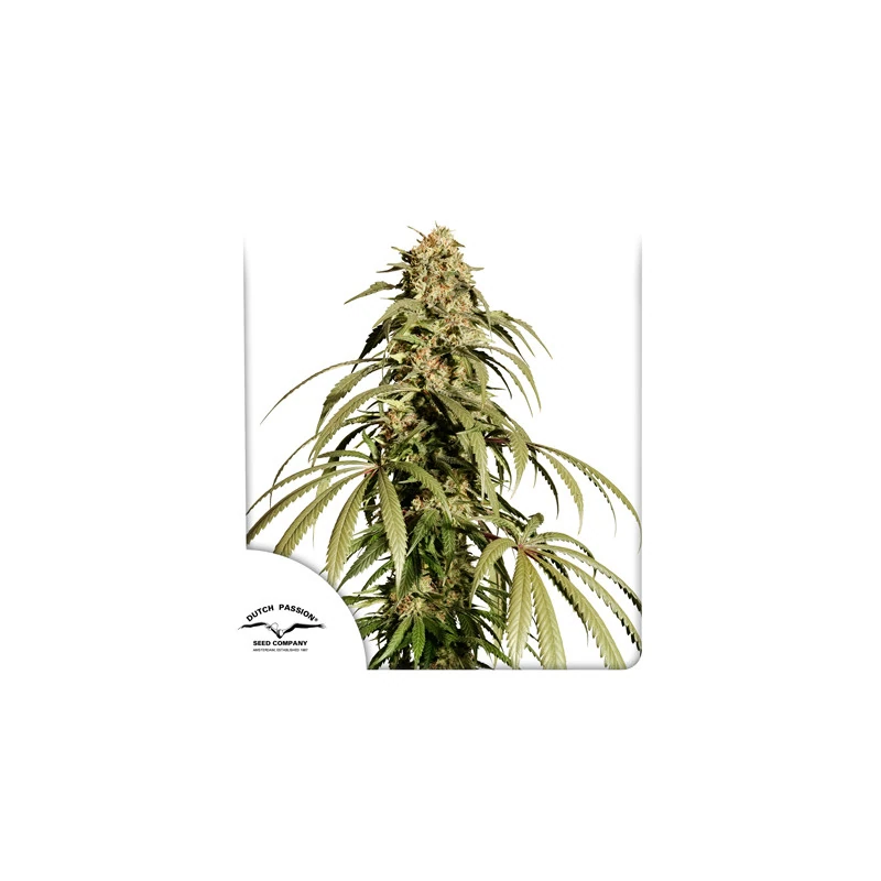 Ice Cream Haze