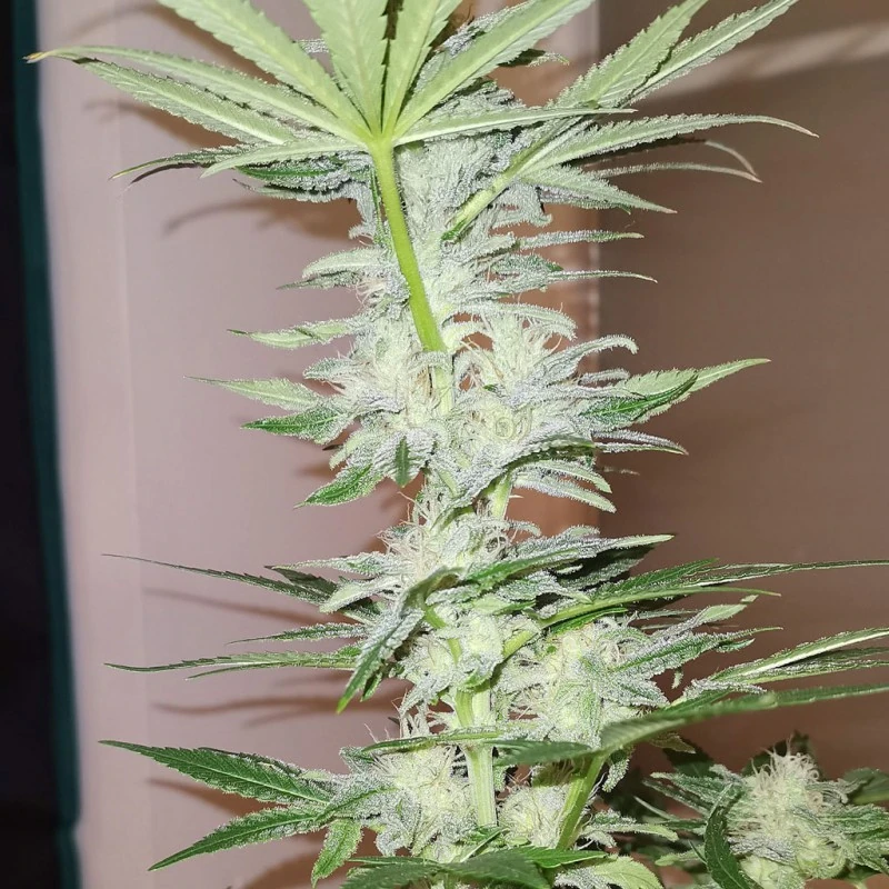 Kosher Haze - Зображення 3