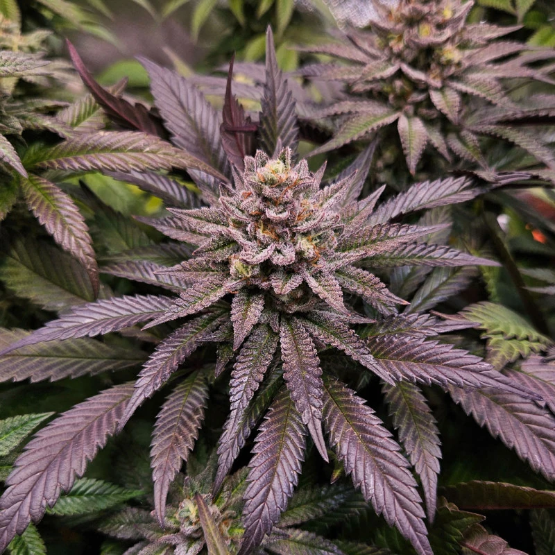 Orange Bud 2.0 - Зображення 4