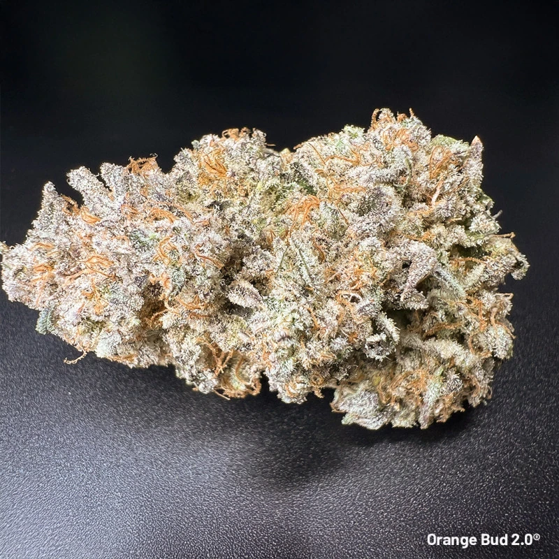 Orange Bud 2.0 - Зображення 3